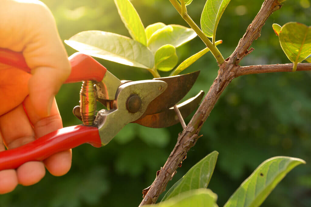 Pro Tips for Summer Pruning Trees & Shrubs in Massachusetts