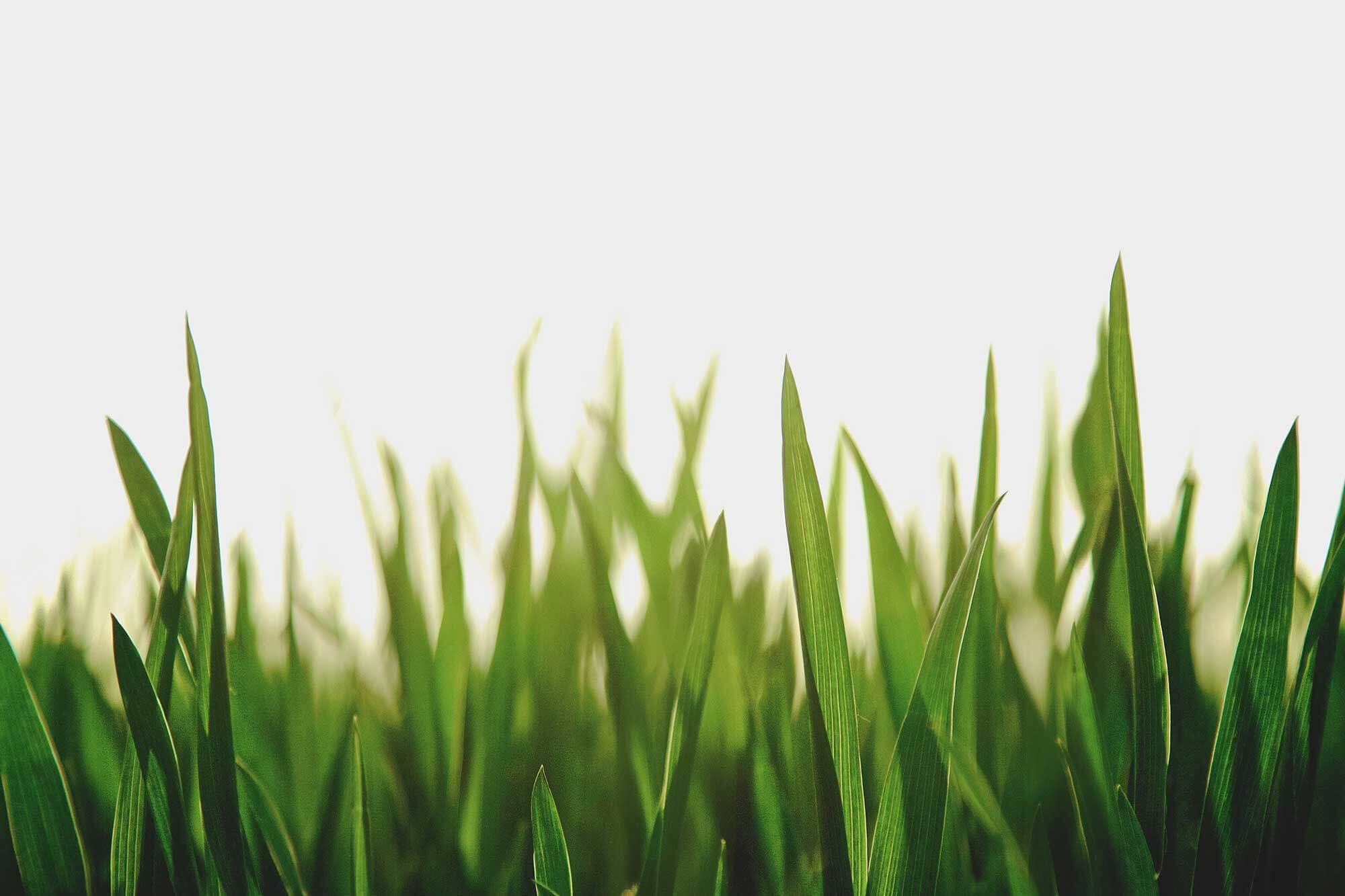 Aeration and Overseeding Grass Service