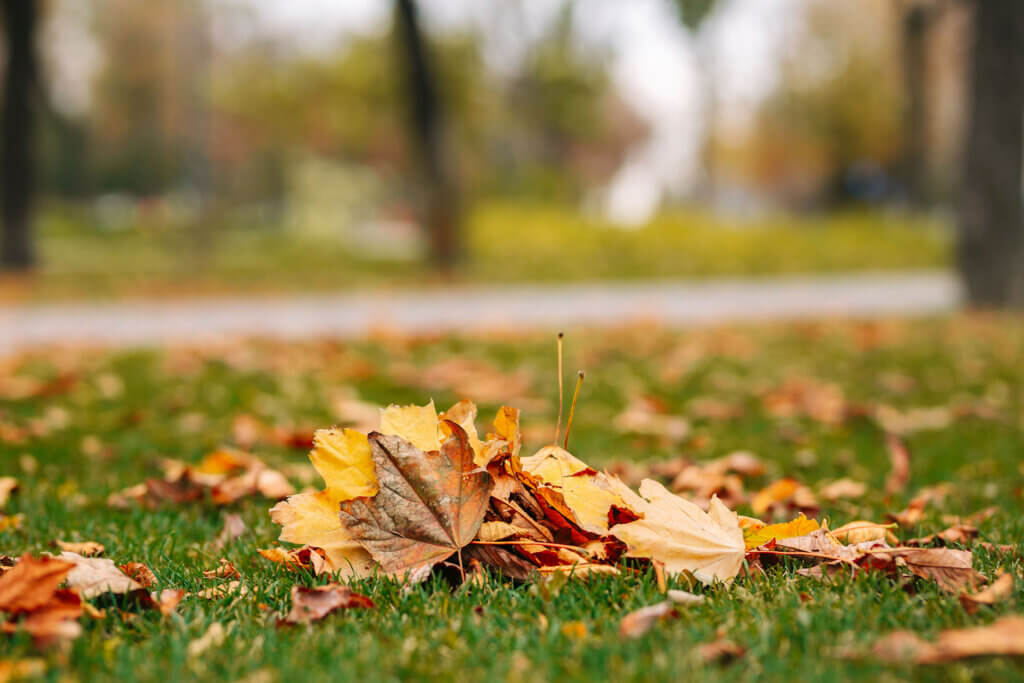 Sudbury Lawn Fall Clean-Up