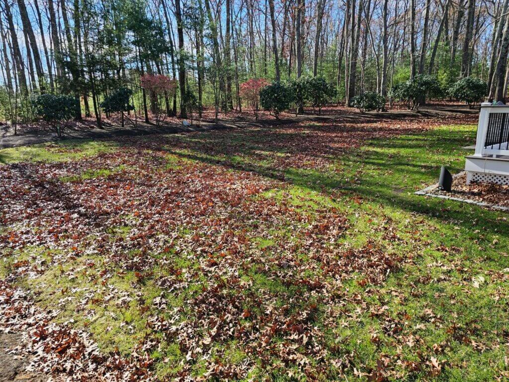 leaf cleanup