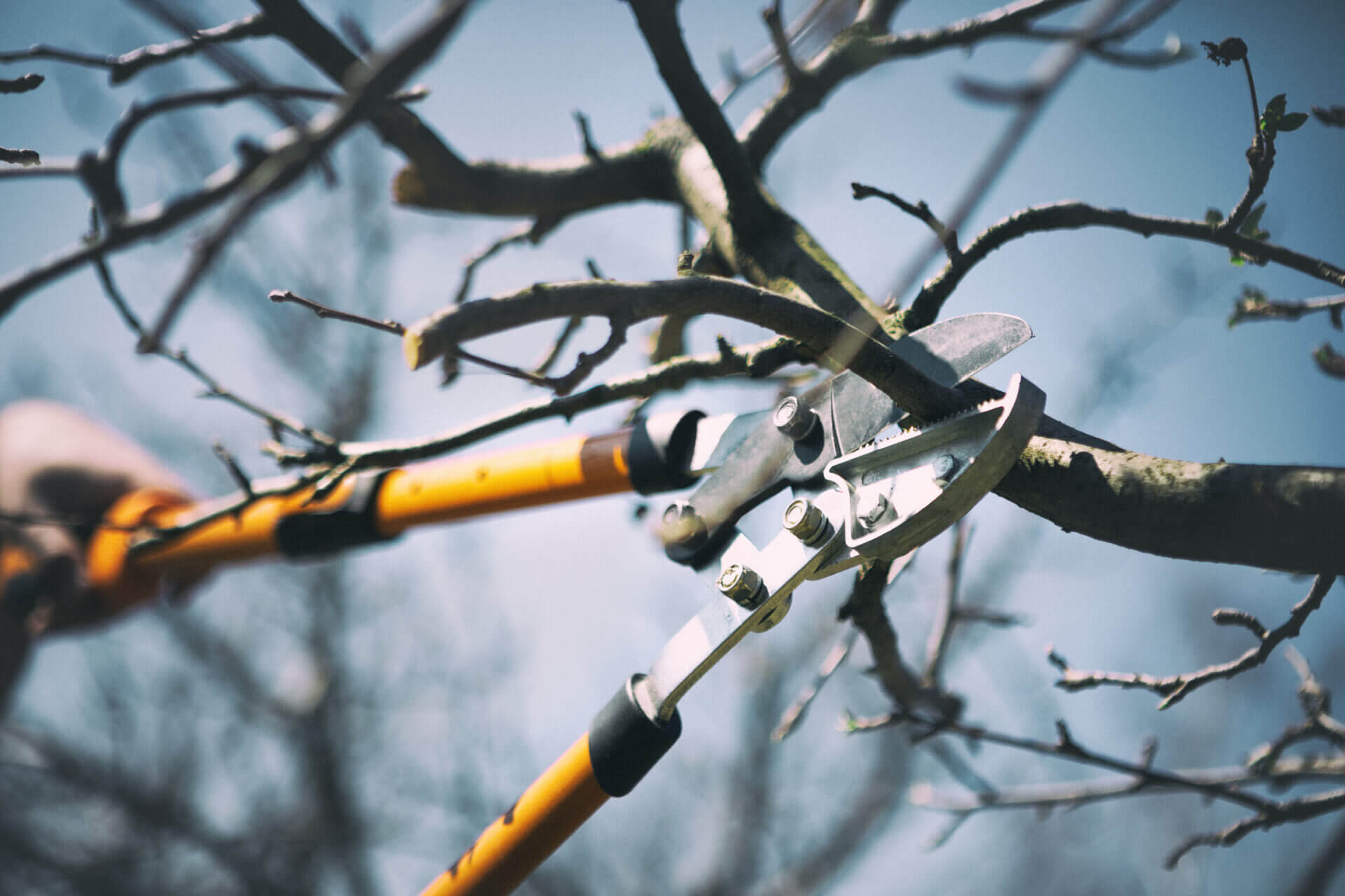 winter tree pruning services