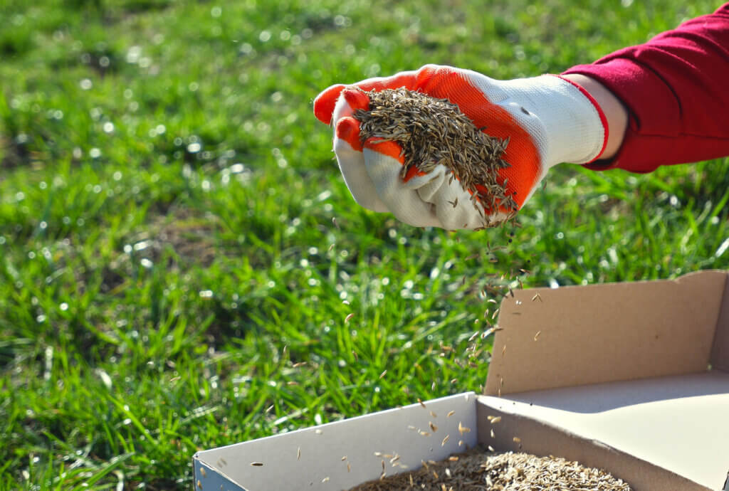 Fall Fertilization: The Key to a Lush Lawn Next Spring