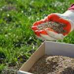 Overseeding a lawn